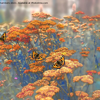 Buy canvas prints of Butterflies on Achillea by Alison Chambers