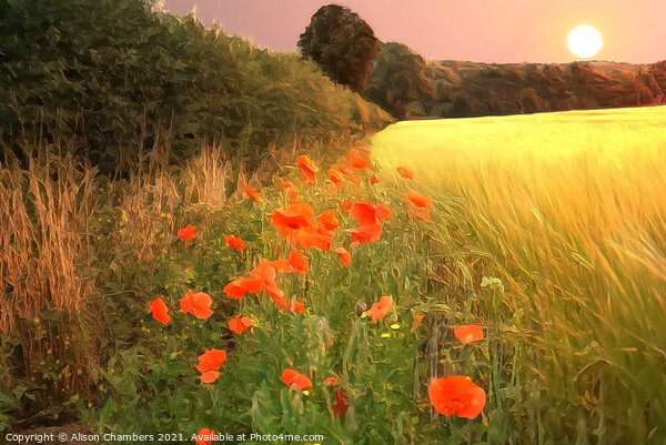 Sunset Poppies Picture Board by Alison Chambers