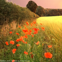 Buy canvas prints of Sunset Poppies by Alison Chambers