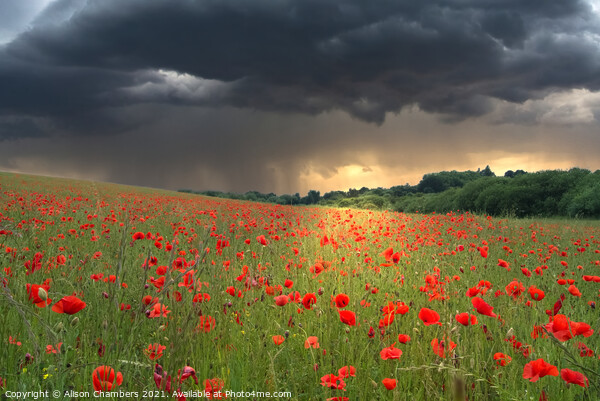 Poppy Field Storm Picture Board by Alison Chambers