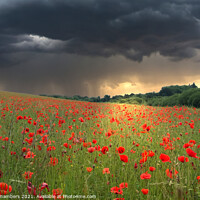 Buy canvas prints of Poppy Field Storm by Alison Chambers
