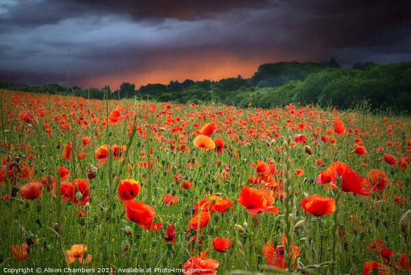 Poppy Field Fading Storm Picture Board by Alison Chambers