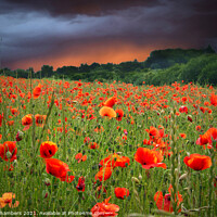 Buy canvas prints of Poppy Field Fading Storm by Alison Chambers