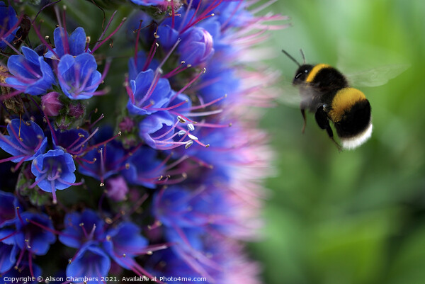 Bee on Echium Picture Board by Alison Chambers