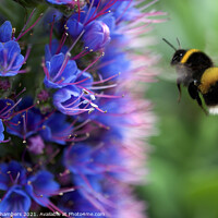 Buy canvas prints of Bee on Echium by Alison Chambers
