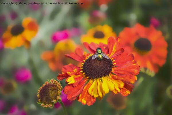 Fly on Helenium Flower Picture Board by Alison Chambers