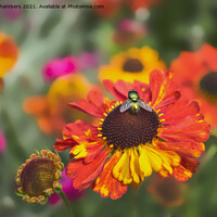 Buy canvas prints of Fly on Helenium Flower by Alison Chambers