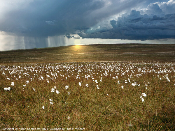Moorland Cotton Grass Picture Board by Alison Chambers