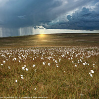 Buy canvas prints of Moorland Cotton Grass by Alison Chambers
