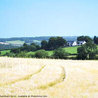 Buy canvas prints of Emley Cornfield  by Alison Chambers