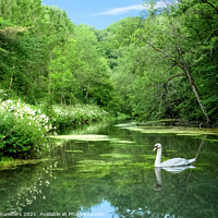 Buy canvas prints of Youlgrave Swan by Alison Chambers