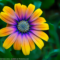 Buy canvas prints of Osteospermum Flower by Alison Chambers