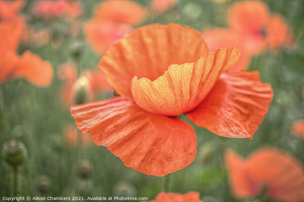 Field Poppy Flower Picture Board by Alison Chambers