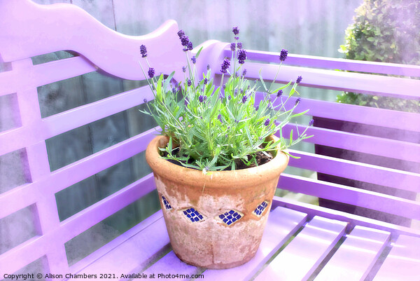 Lavender Pot Picture Board by Alison Chambers