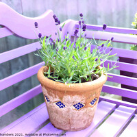 Buy canvas prints of Lavender Pot by Alison Chambers