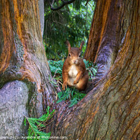 Buy canvas prints of Red Squirrel in Conifer Tree by Alison Chambers