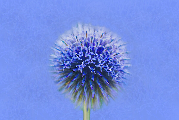 Blue Globe Thistle  Picture Board by Alison Chambers