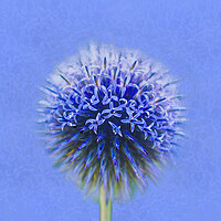 Buy canvas prints of Blue Globe Thistle  by Alison Chambers