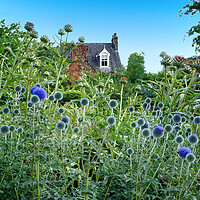 Buy canvas prints of Sheffield Botanical Gardens Globe Thistles by Alison Chambers