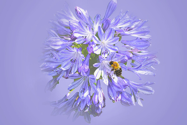 Bee on Agapanthus Picture Board by Alison Chambers