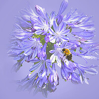 Buy canvas prints of Bee on Agapanthus by Alison Chambers