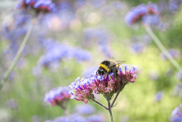 Bee on Verbena Picture Board by Alison Chambers