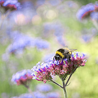 Buy canvas prints of Bee on Verbena by Alison Chambers
