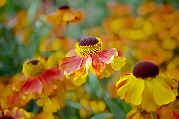 Beautiful Heleniums Picture Board by Alison Chambers
