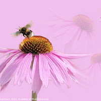 Buy canvas prints of Busy Bee by Alison Chambers