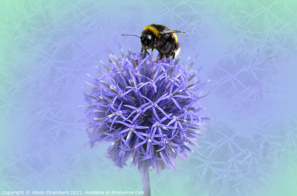 Bee on a Globe Thistle  Picture Board by Alison Chambers