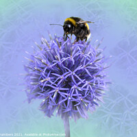 Buy canvas prints of Bee on a Globe Thistle  by Alison Chambers
