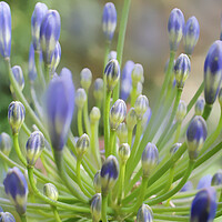 Buy canvas prints of Agapanthus Close Up by Alison Chambers