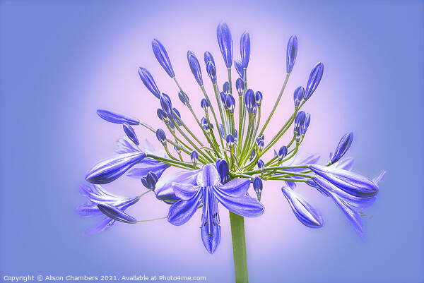 Agapanthus Flower Picture Board by Alison Chambers