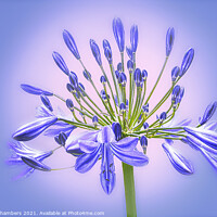 Buy canvas prints of Agapanthus Flower by Alison Chambers