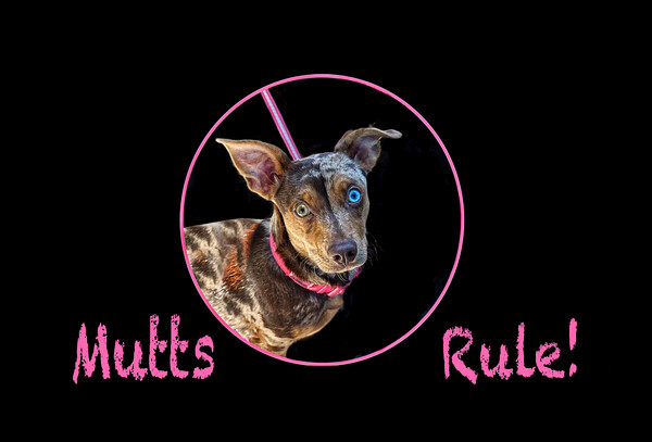 Mutts Rule! Picture Board by Alison Chambers