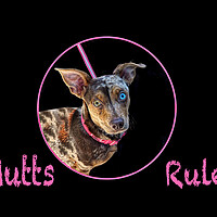Buy canvas prints of Mutts Rule! by Alison Chambers