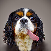 Buy canvas prints of Cavalier King Charles Spaniel  by Alison Chambers