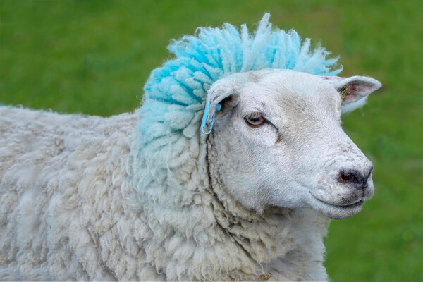 Blue Rinse Sheep Picture Board by Alison Chambers
