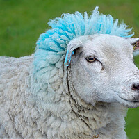 Buy canvas prints of Blue Rinse Sheep by Alison Chambers