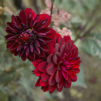 Buy canvas prints of Dahlia Flowers by Alison Chambers