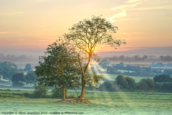 Axminster Landscape at Dawn Picture Board by Alison Chambers