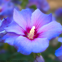 Buy canvas prints of Blue Hibiscus  by Alison Chambers