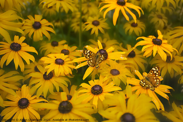Butterflies on Rudbeckia Flowers Picture Board by Alison Chambers