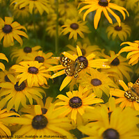 Buy canvas prints of Butterflies on Rudbeckia Flowers by Alison Chambers