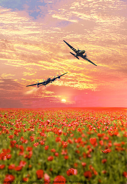 Lancaster and Dakota over Poppy Field Picture Board by Alison Chambers