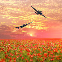 Buy canvas prints of Lancaster and Dakota over Poppy Field by Alison Chambers