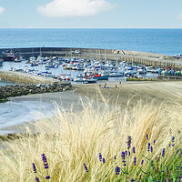 Buy canvas prints of Lyme Regis Harbour View by Alison Chambers