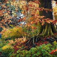 Buy canvas prints of Sheffield Botanical Gardens Conker Tree by Alison Chambers