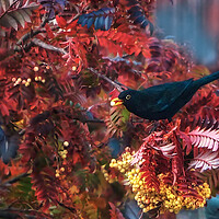 Buy canvas prints of Autumn Blackbird  by Alison Chambers