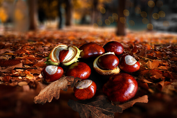 Autumn Conkers Picture Board by Alison Chambers